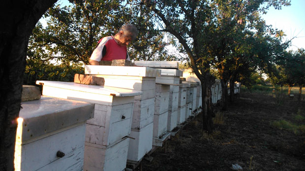 Штета у кошницама већа од 120.000 евра